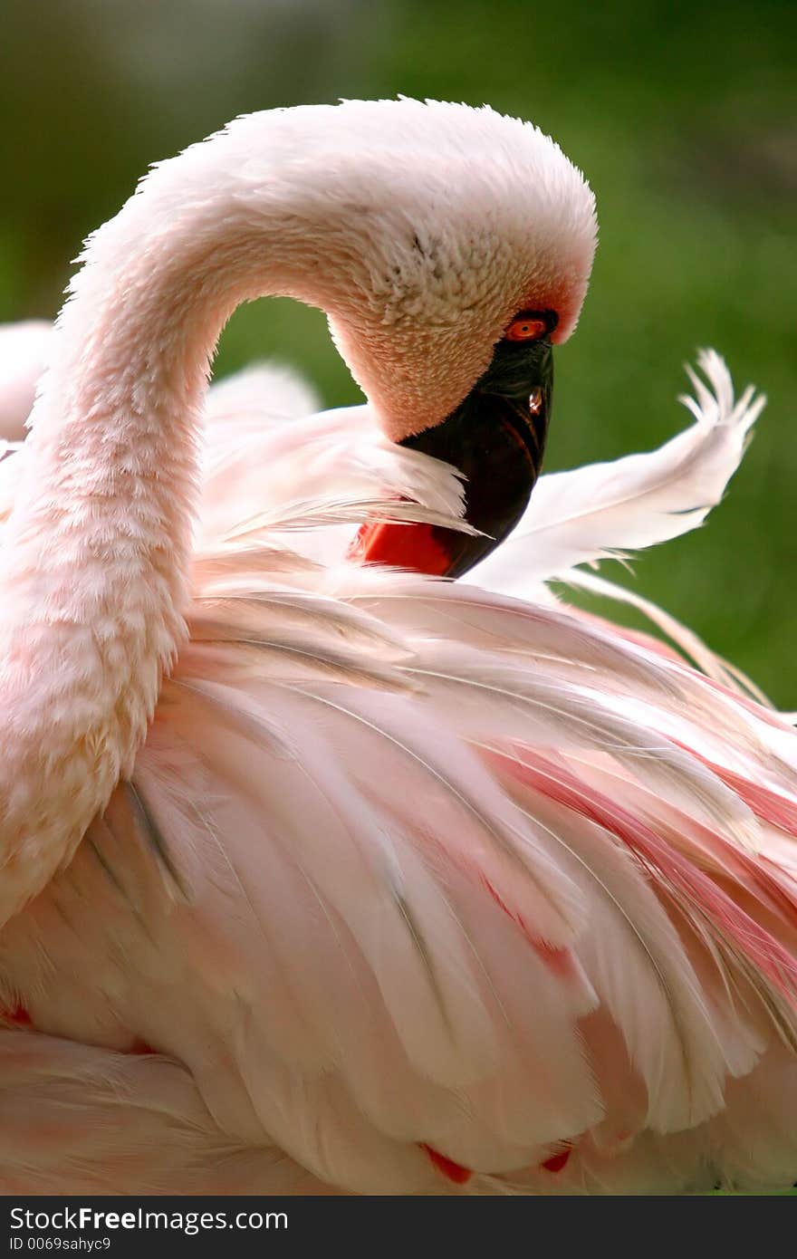 Pink flamingo turning round to prim its feathers