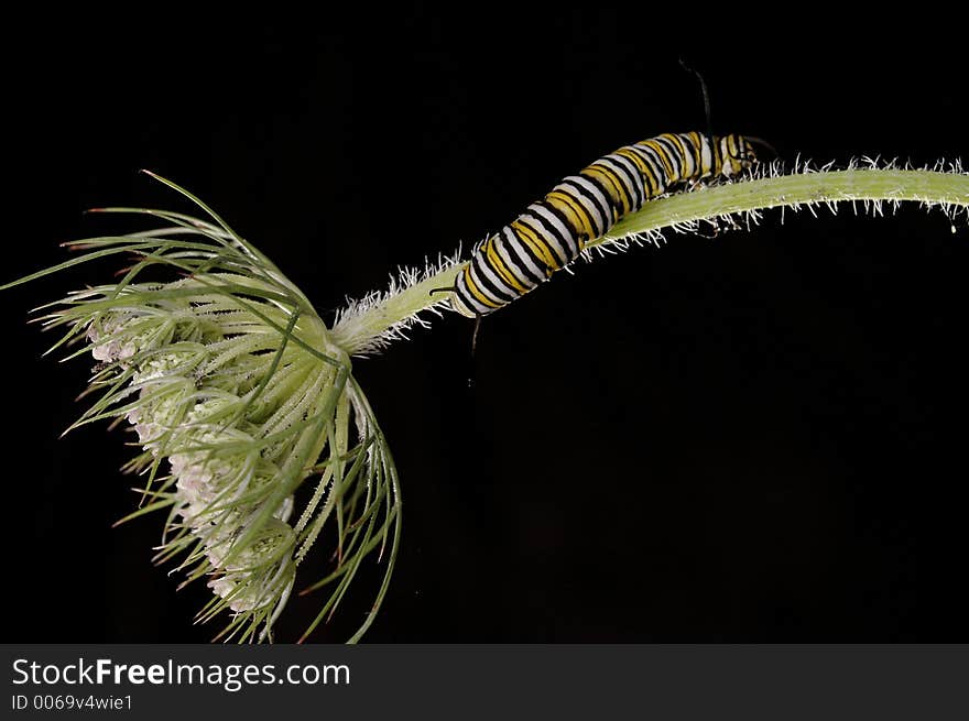 A Monarch caterpillar climbing up a stem. A Monarch caterpillar climbing up a stem.