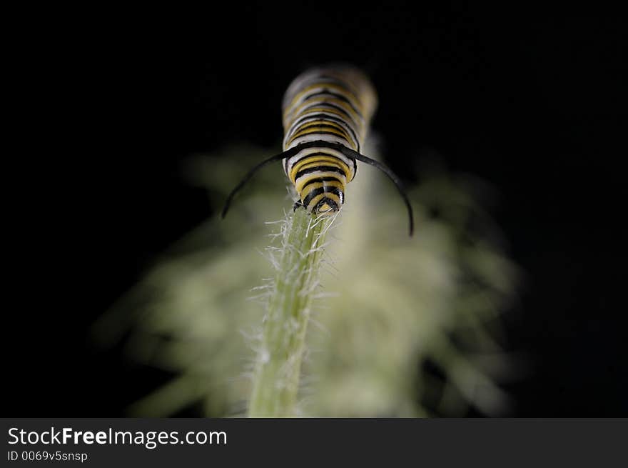 A Monarch caterpillar climbing up a stem. A Monarch caterpillar climbing up a stem.