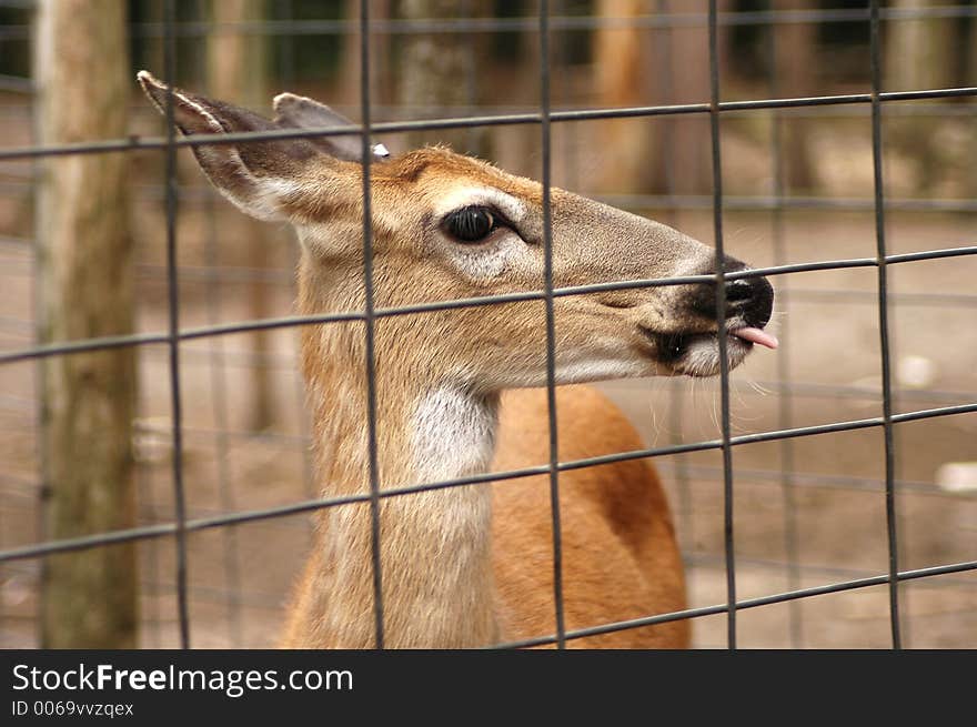 A sitka deer behind a wire fence.