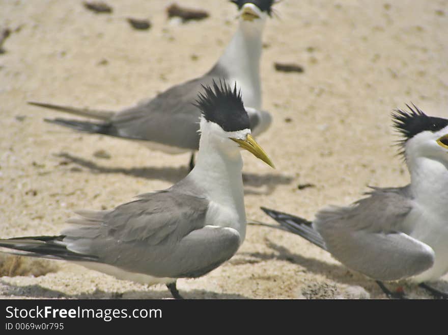 A sea bird. A sea bird