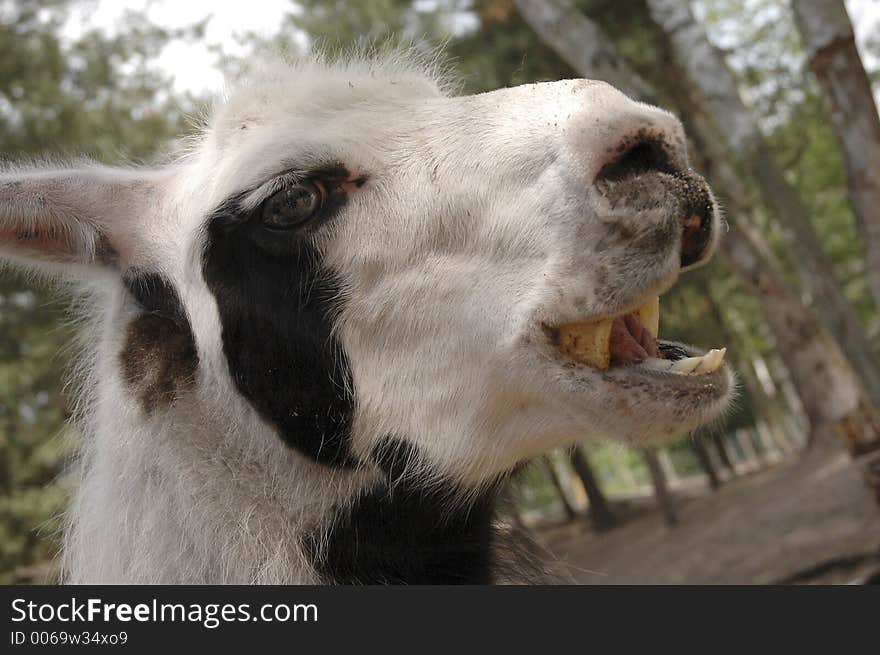 A llama opens its mouth in a smile.