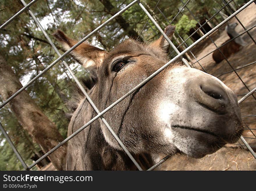 A wide-angle picture of a donkey poking its nose through a fence. A wide-angle picture of a donkey poking its nose through a fence.