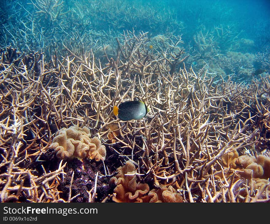 Very small in a big reef. Very small in a big reef