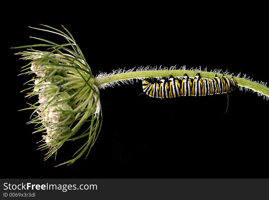 A Monarch caterpillar clings to a yarrow stem. A Monarch caterpillar clings to a yarrow stem.