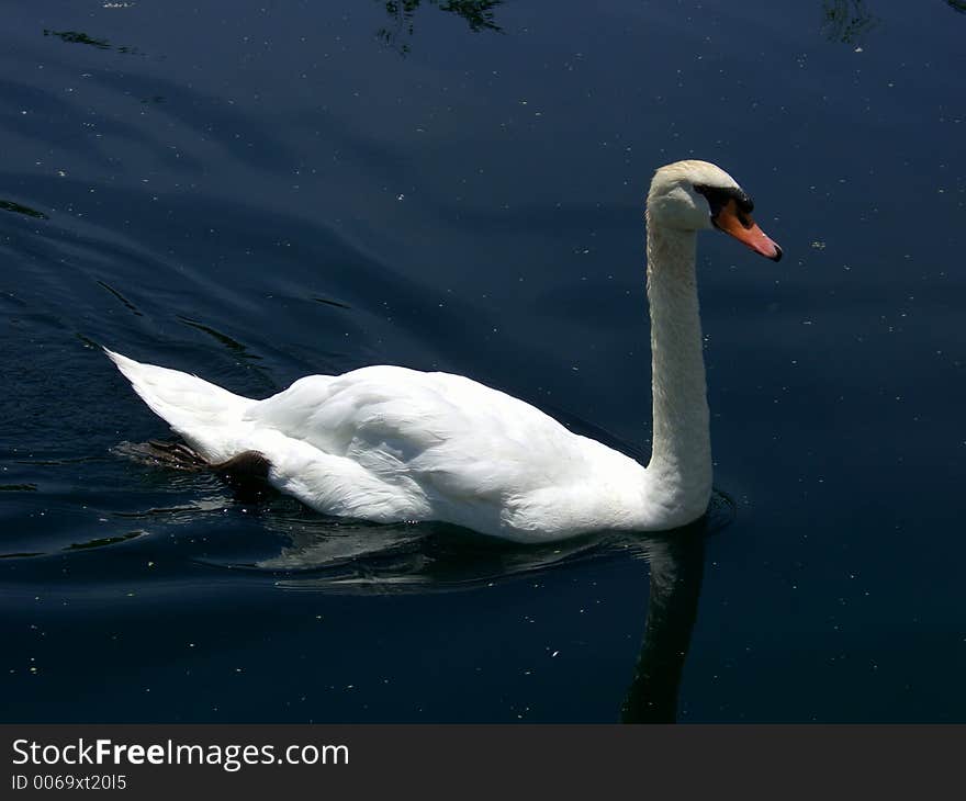 Photo of mute swan in a pond.