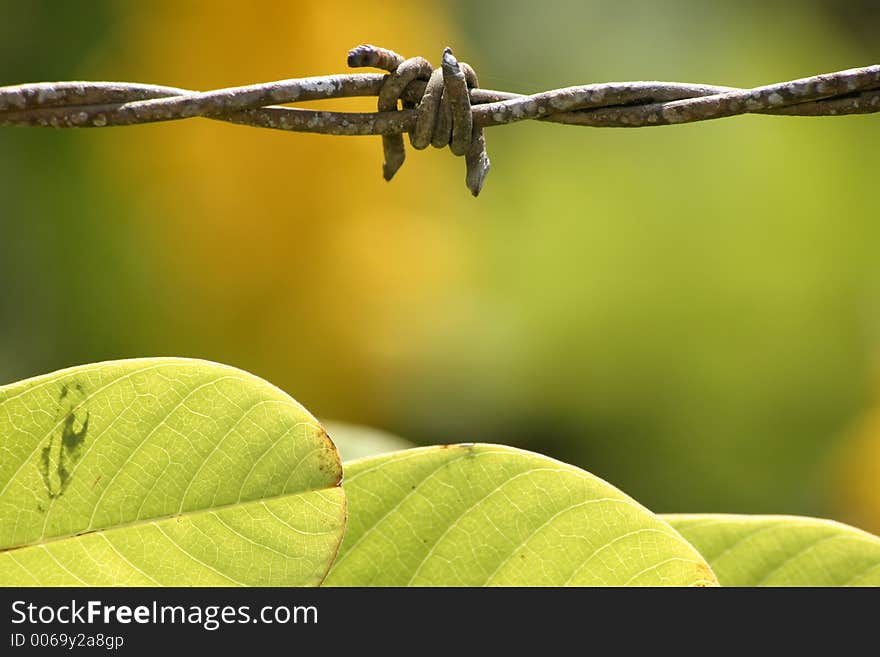 Shows weathered barbed wire in nature