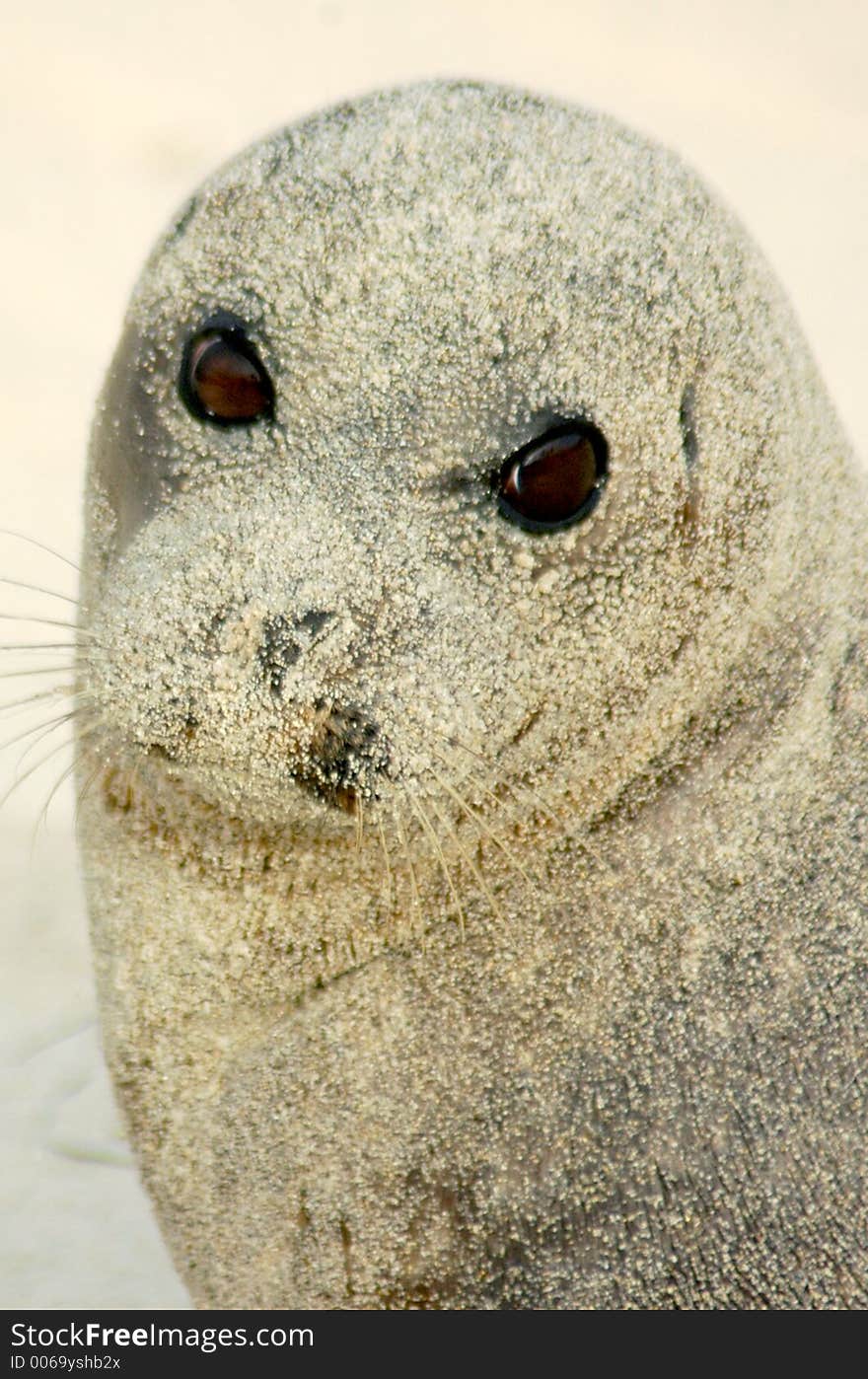 A sea lion's eyes are the only thing showing after a roll in the sand. A sea lion's eyes are the only thing showing after a roll in the sand.