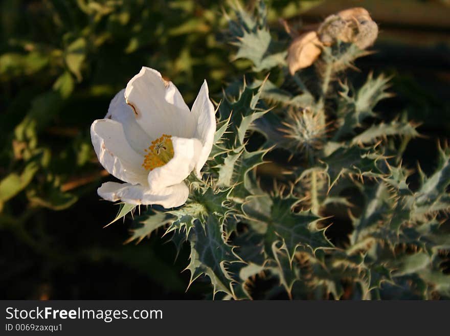 White desert plant. White desert plant