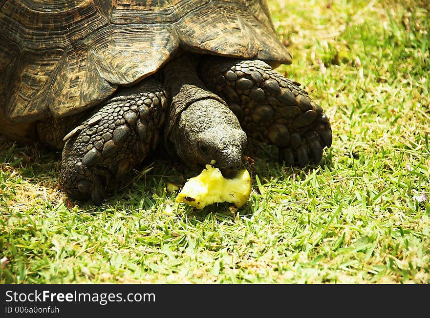 A big turtle eating an apple