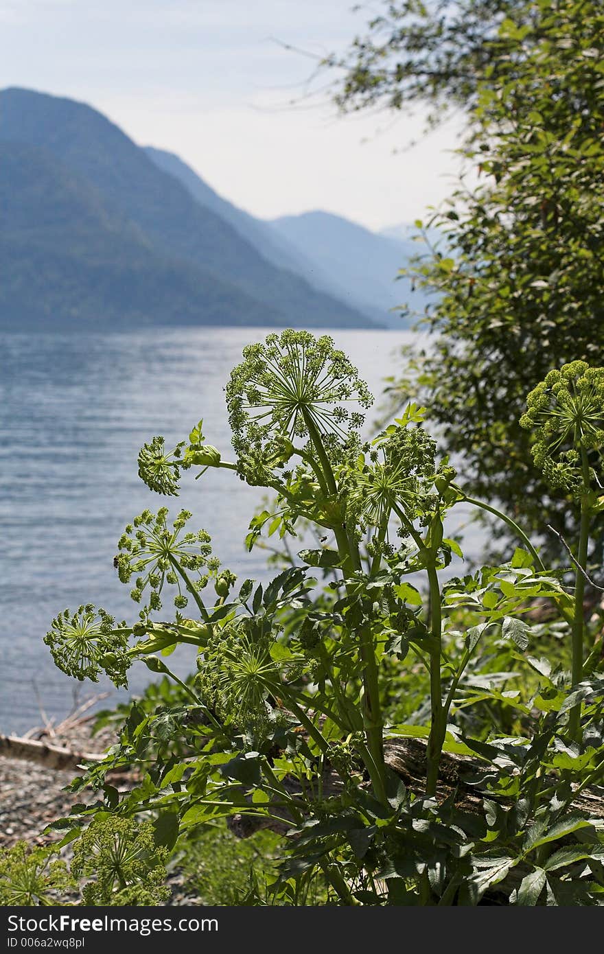 Teletskoe lake