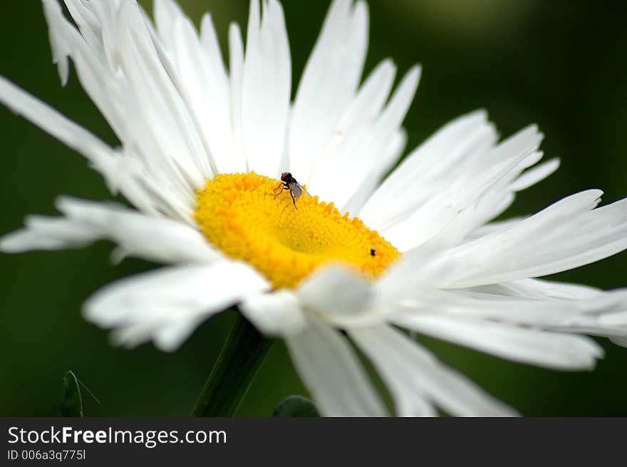 Insect on a flower. Insect on a flower