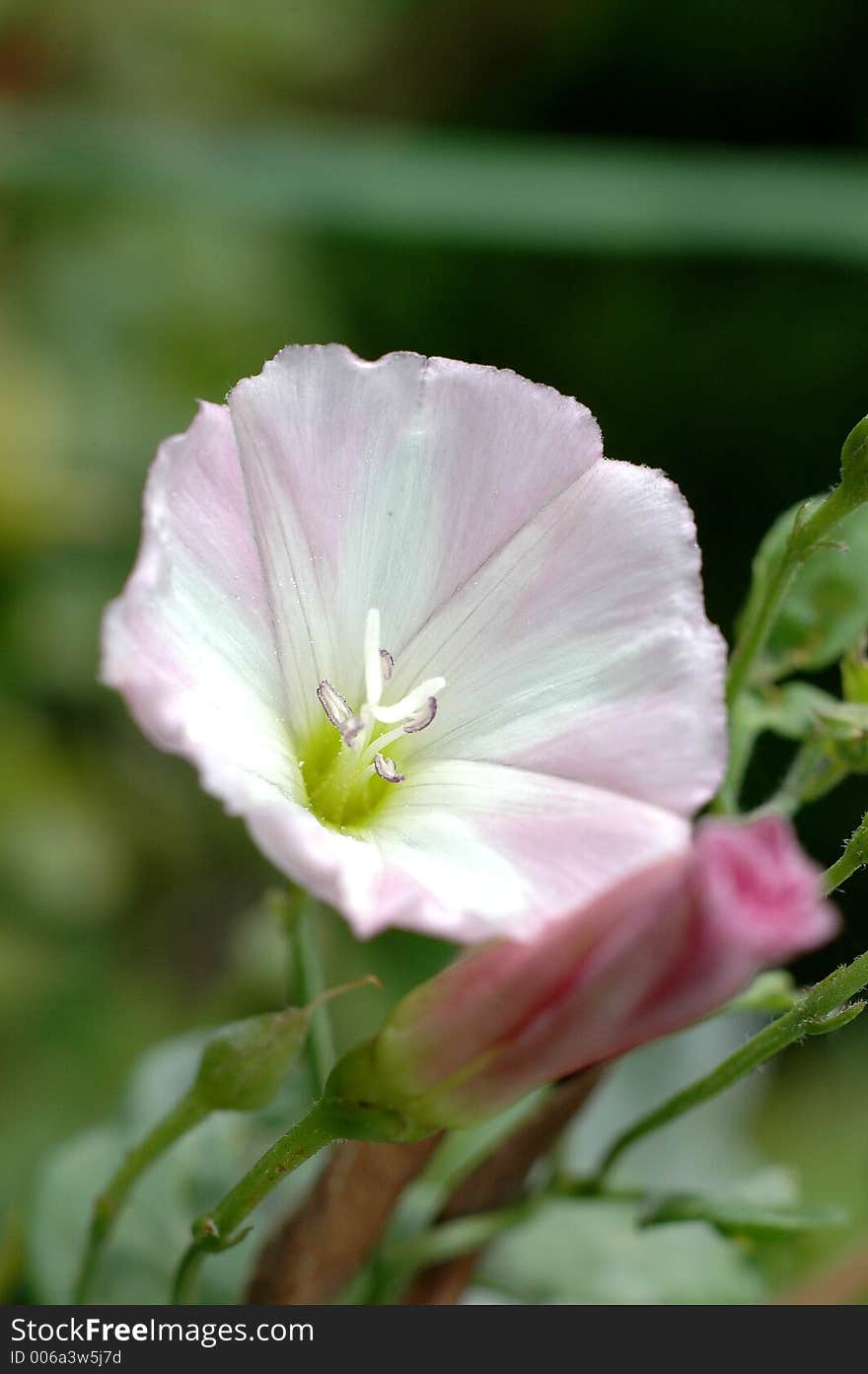 Close-up of a flower. Close-up of a flower