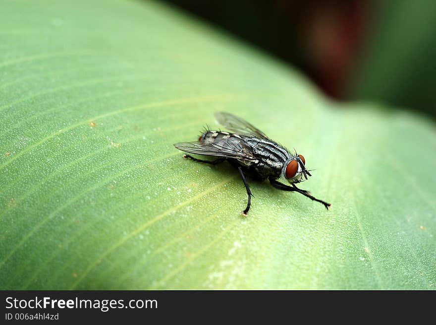 Close-up of a fly