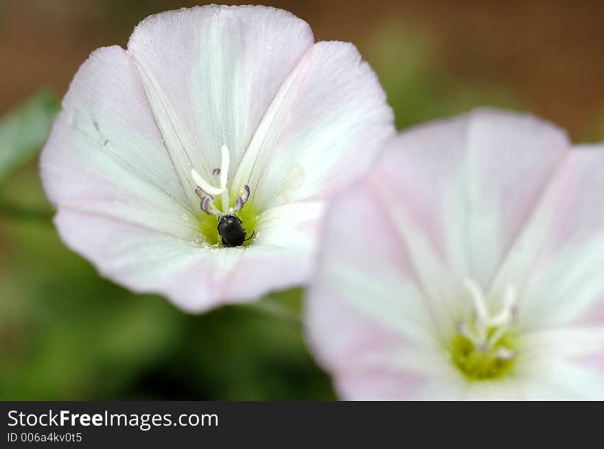 Close-up of a flower with bug. Close-up of a flower with bug