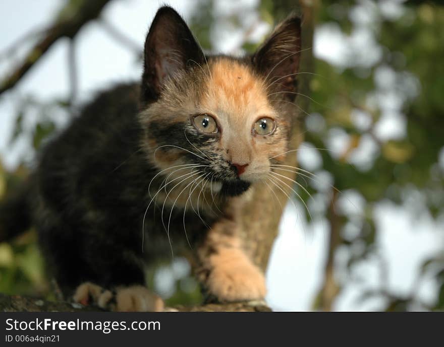 Kitten on the apple-tree. Kitten on the apple-tree