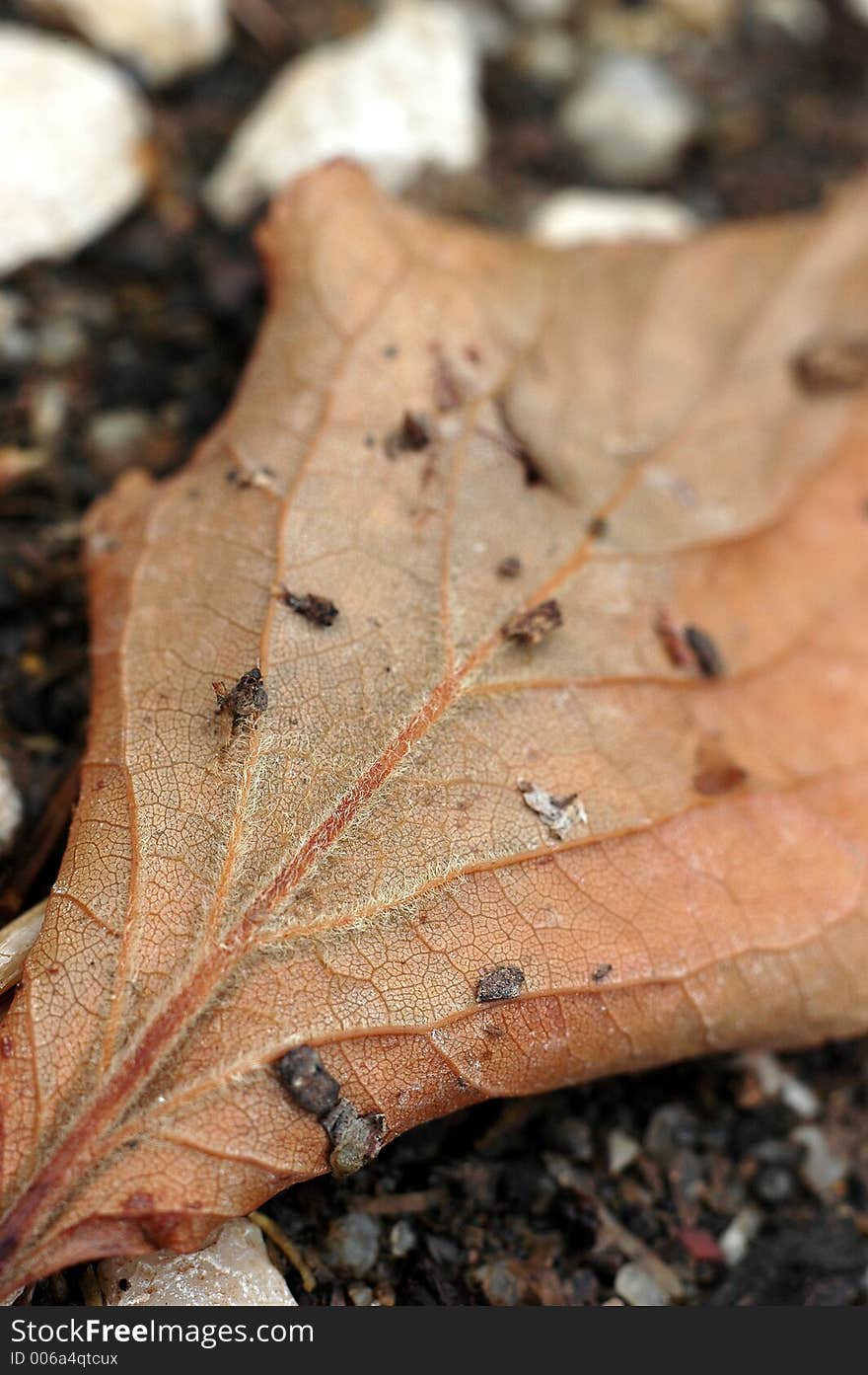 Close-up of a dry leaf