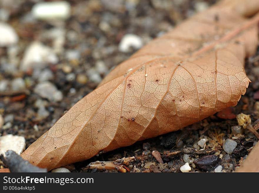 Close-up of a dry leaf