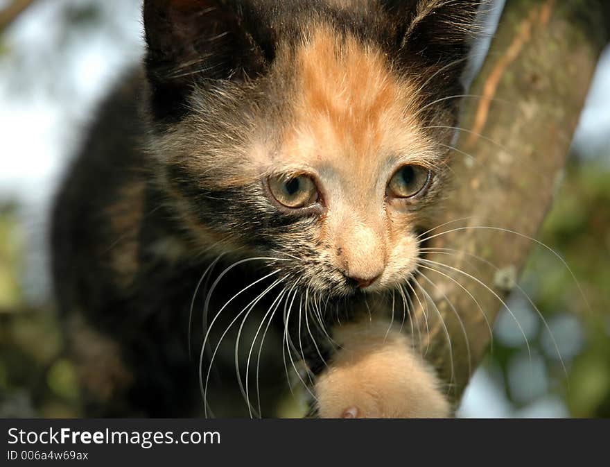 Kitten Portrait