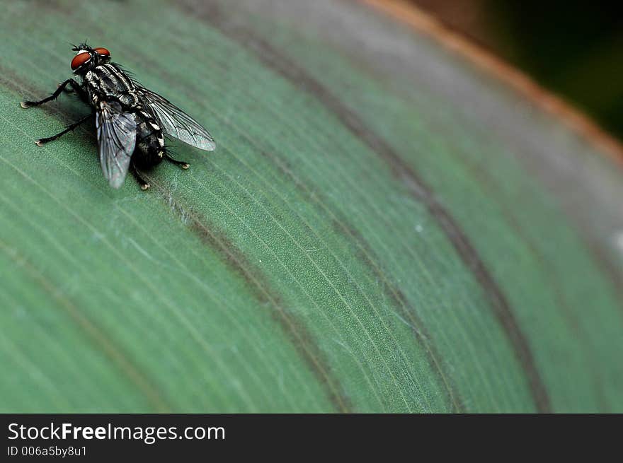 Close-up of a fly