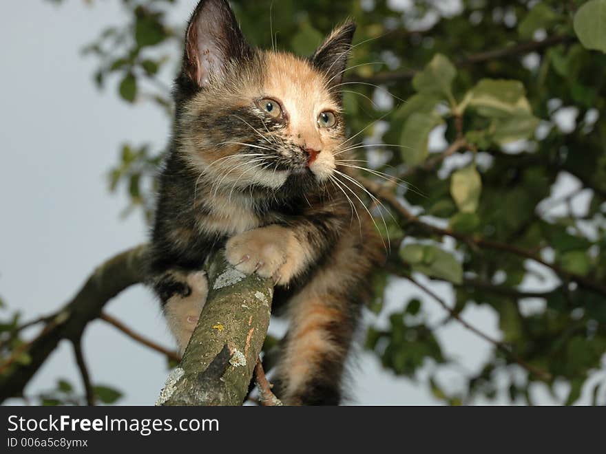 Kitten on the apple-tree. Kitten on the apple-tree