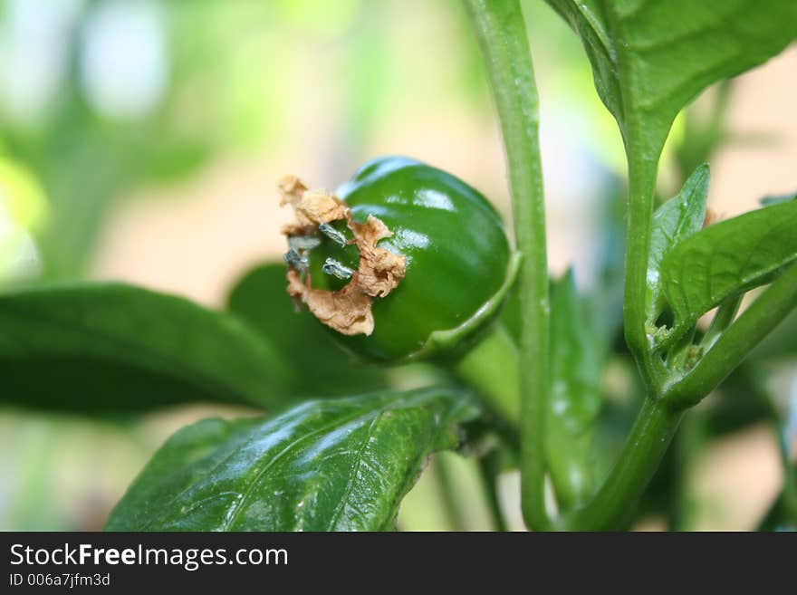 Green pepper in the garden