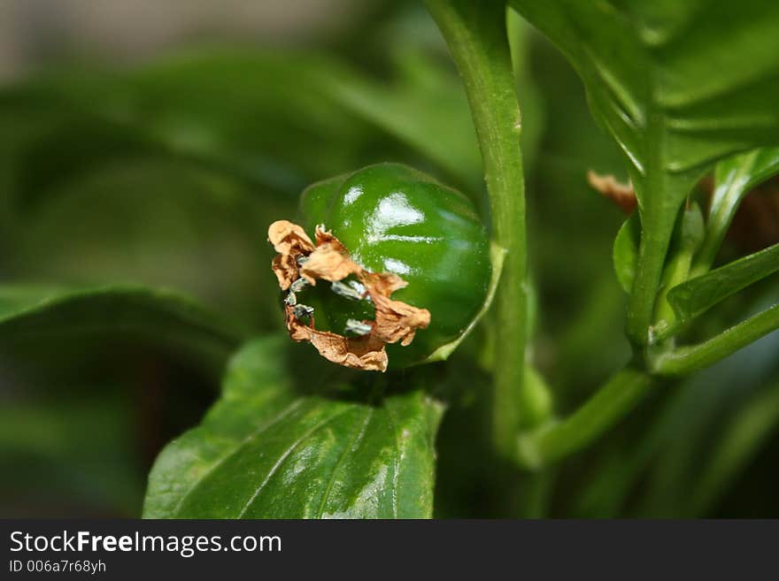 Green pepper in the garden