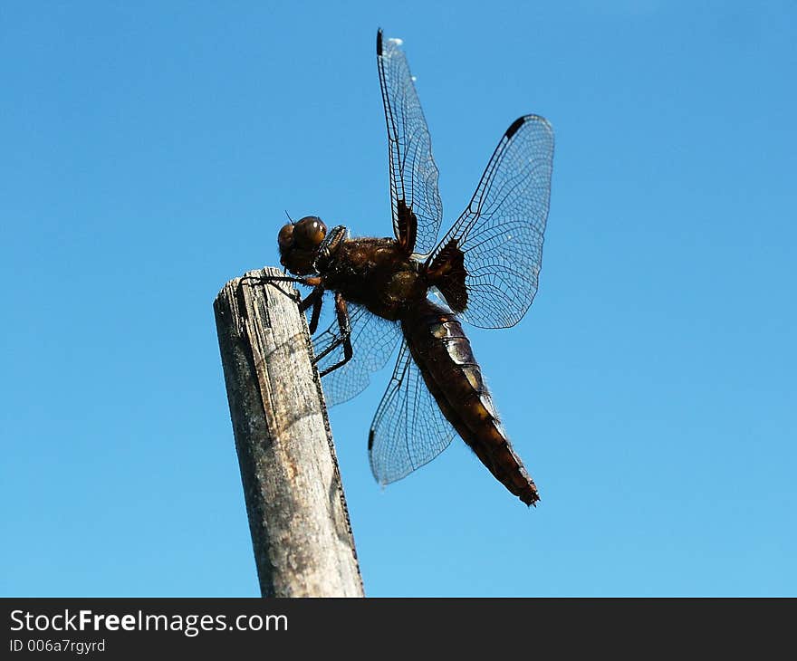 Dragonfly