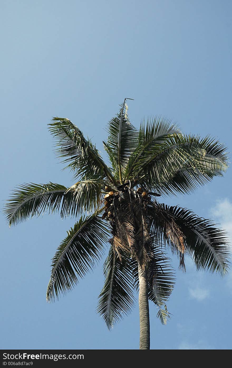 Top of coconut palm tree