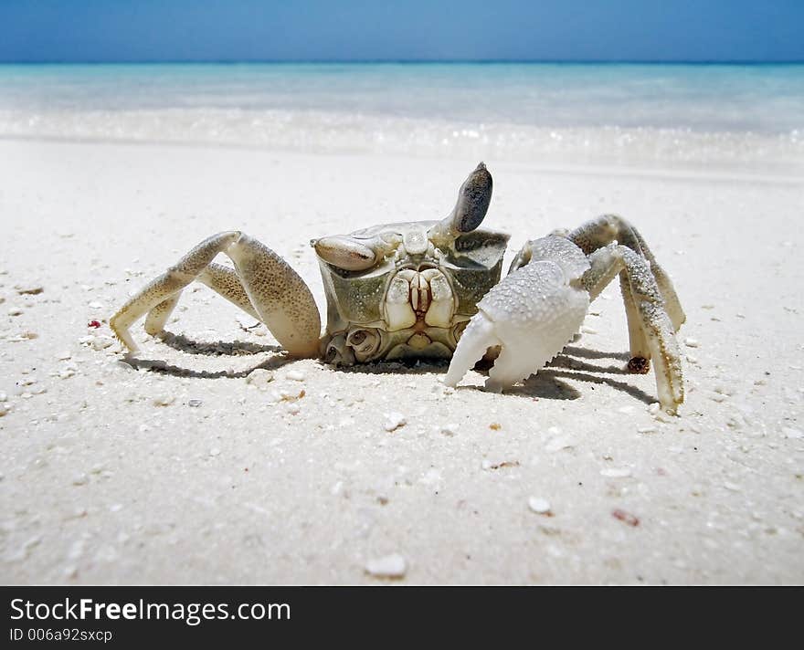 Crab