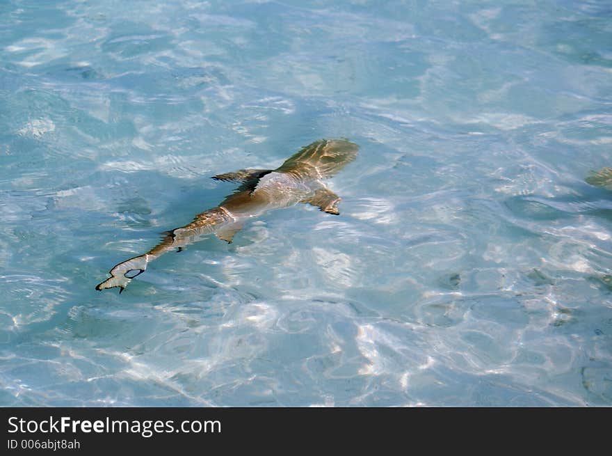 Overhead view of baby shark or pop in shallow sea. Overhead view of baby shark or pop in shallow sea.