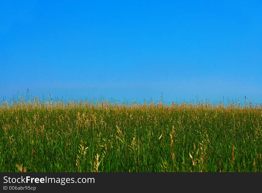 Grass field