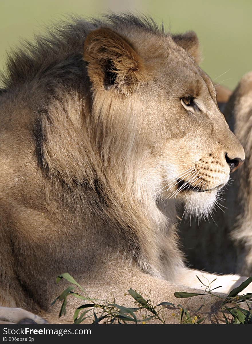 Intense Young Lion in profile