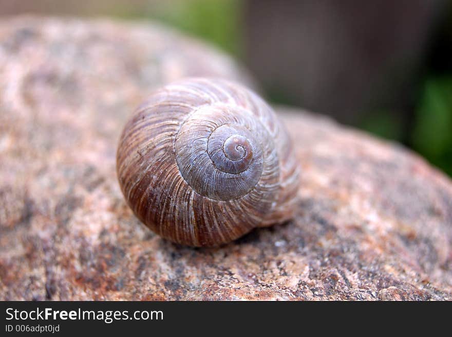 House of a snail on a stone. House of a snail on a stone