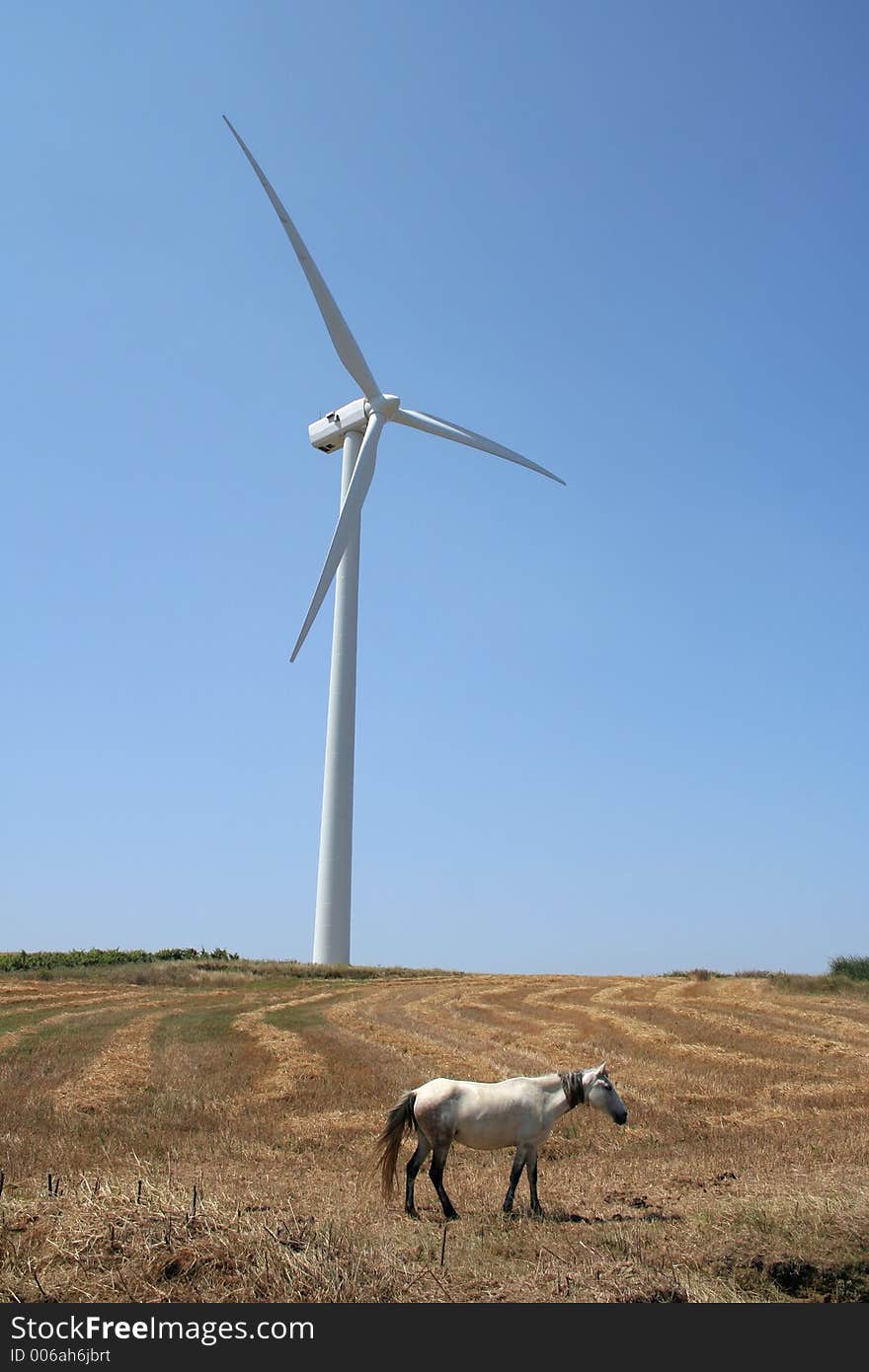 Aerogenerator park with horses