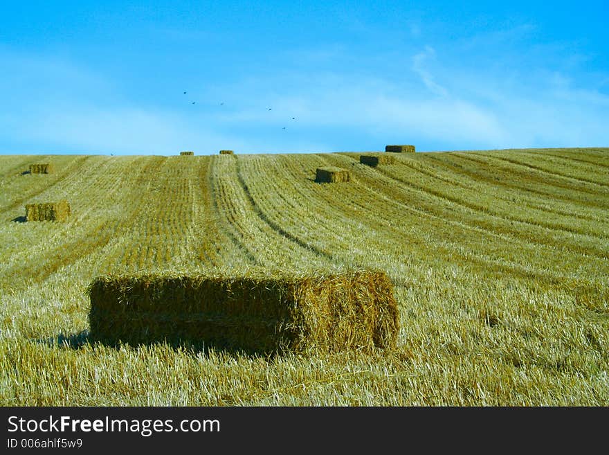 Bales of starw in a field against a blue sky. Bales of starw in a field against a blue sky