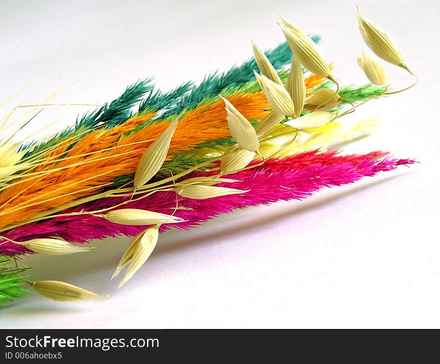 The Colourful Grasses