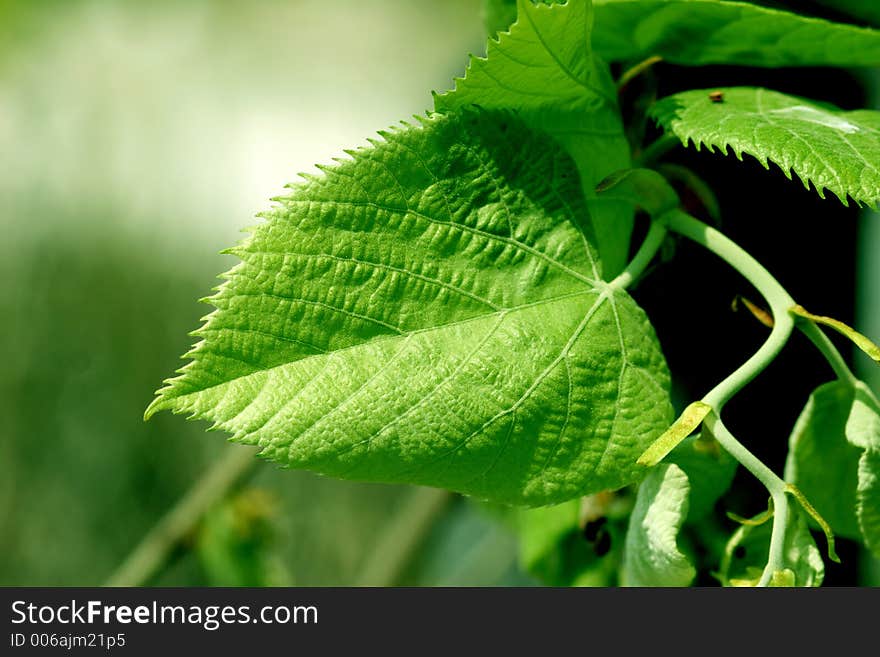 Green Leaf Detail