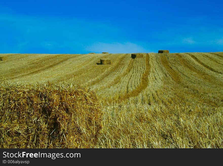 Bales of starw in a field against a blue sky. Bales of starw in a field against a blue sky