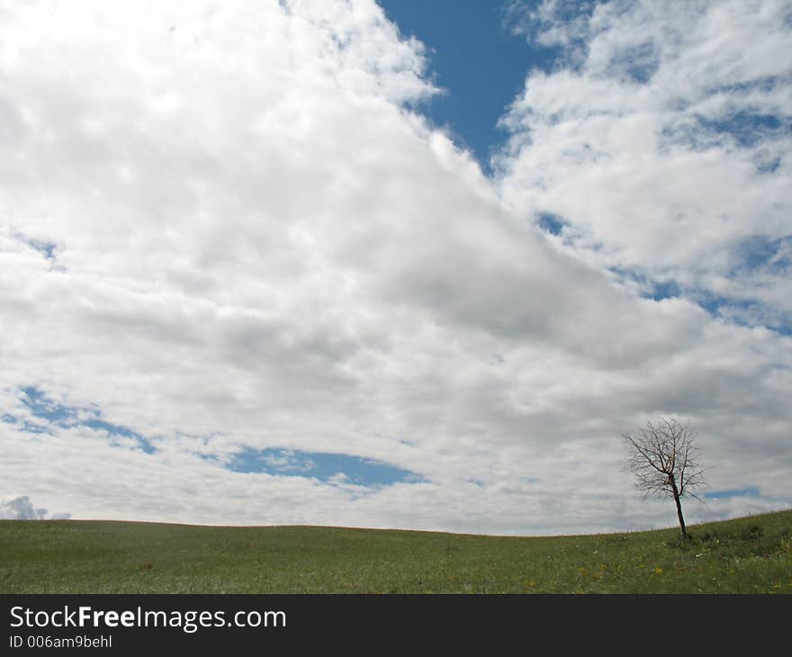 Summer landscape with alone tree and clouds