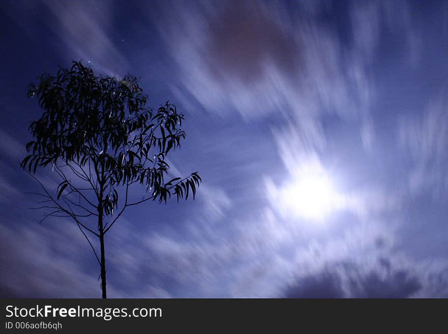 Tree and sky