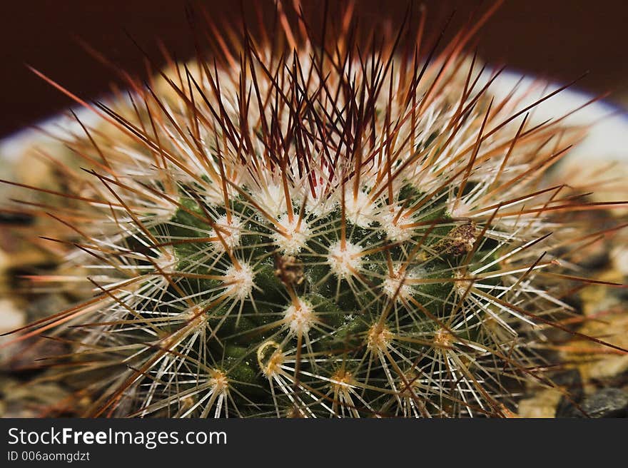 Cactus closeup