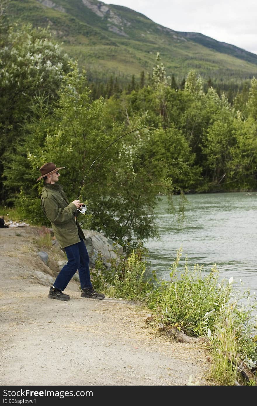 Fisherman pulling king salmon. Fisherman pulling king salmon