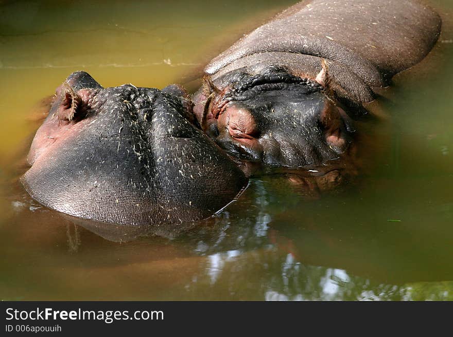 Two Hippopotamus In The Mud