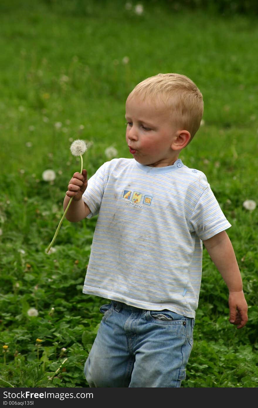 Toddler boy blowing on dandelion in a field. Toddler boy blowing on dandelion in a field