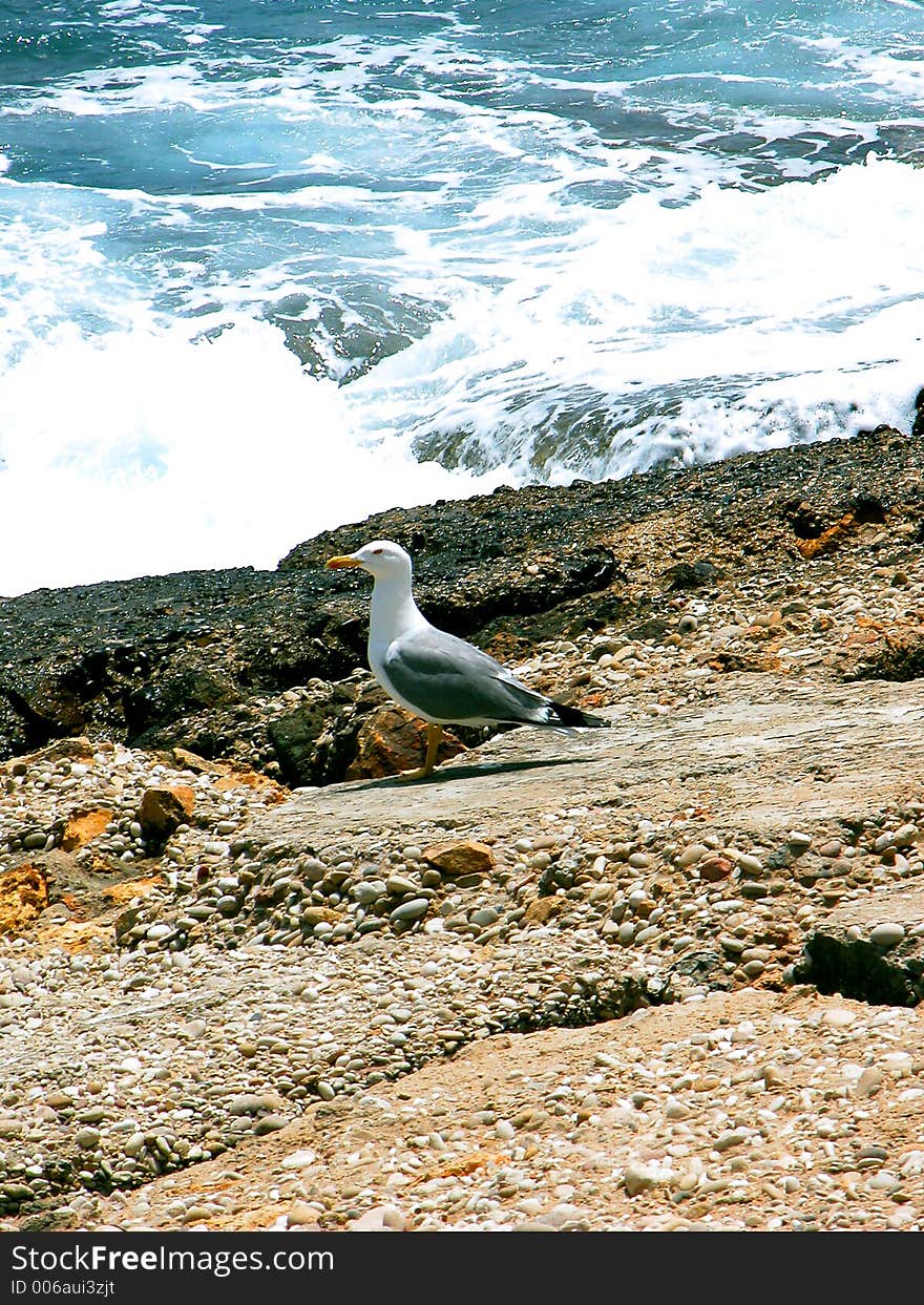 Seagull Posing