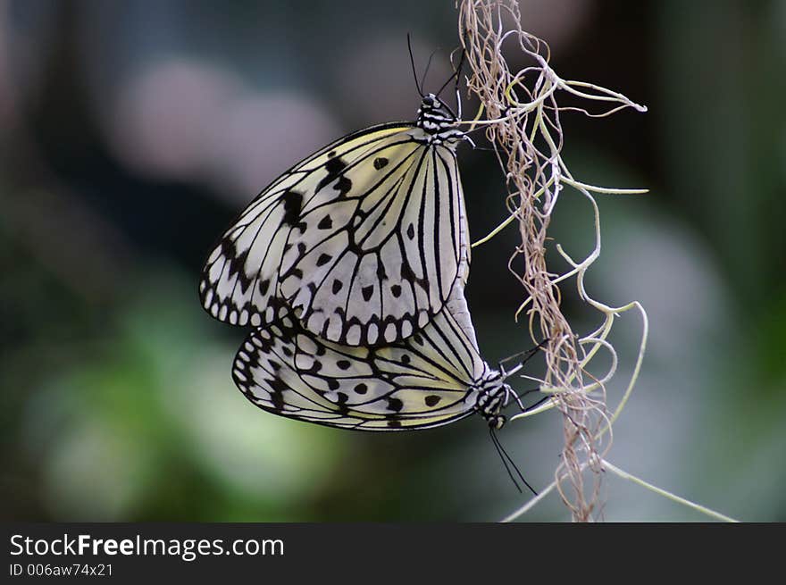 Mating Butterflies. Mating Butterflies