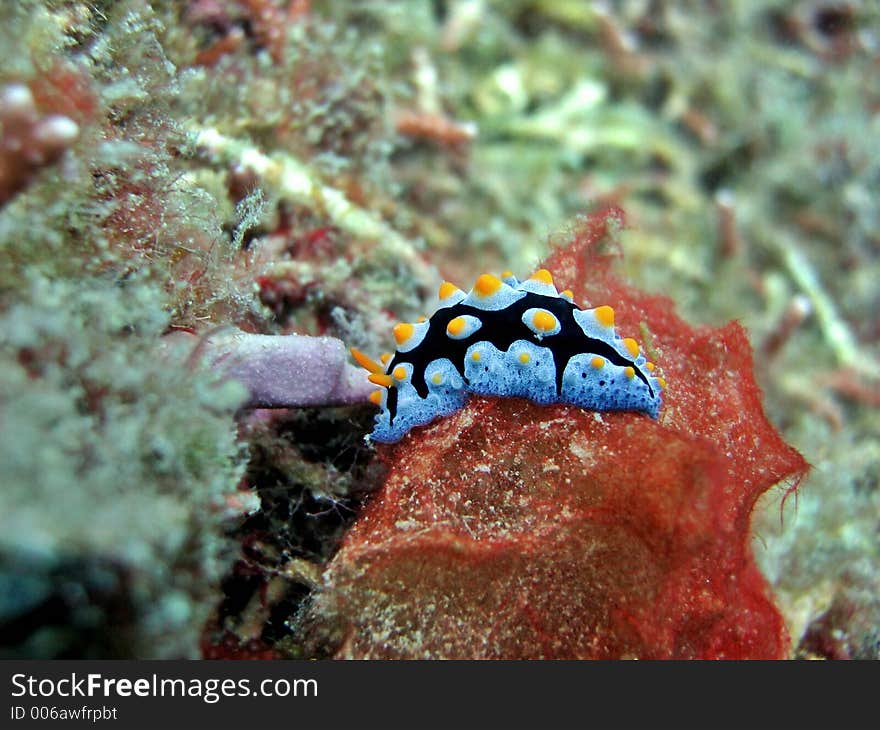 Nudibranch