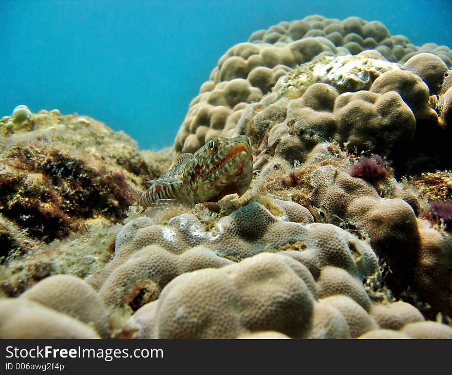 Lizardfish