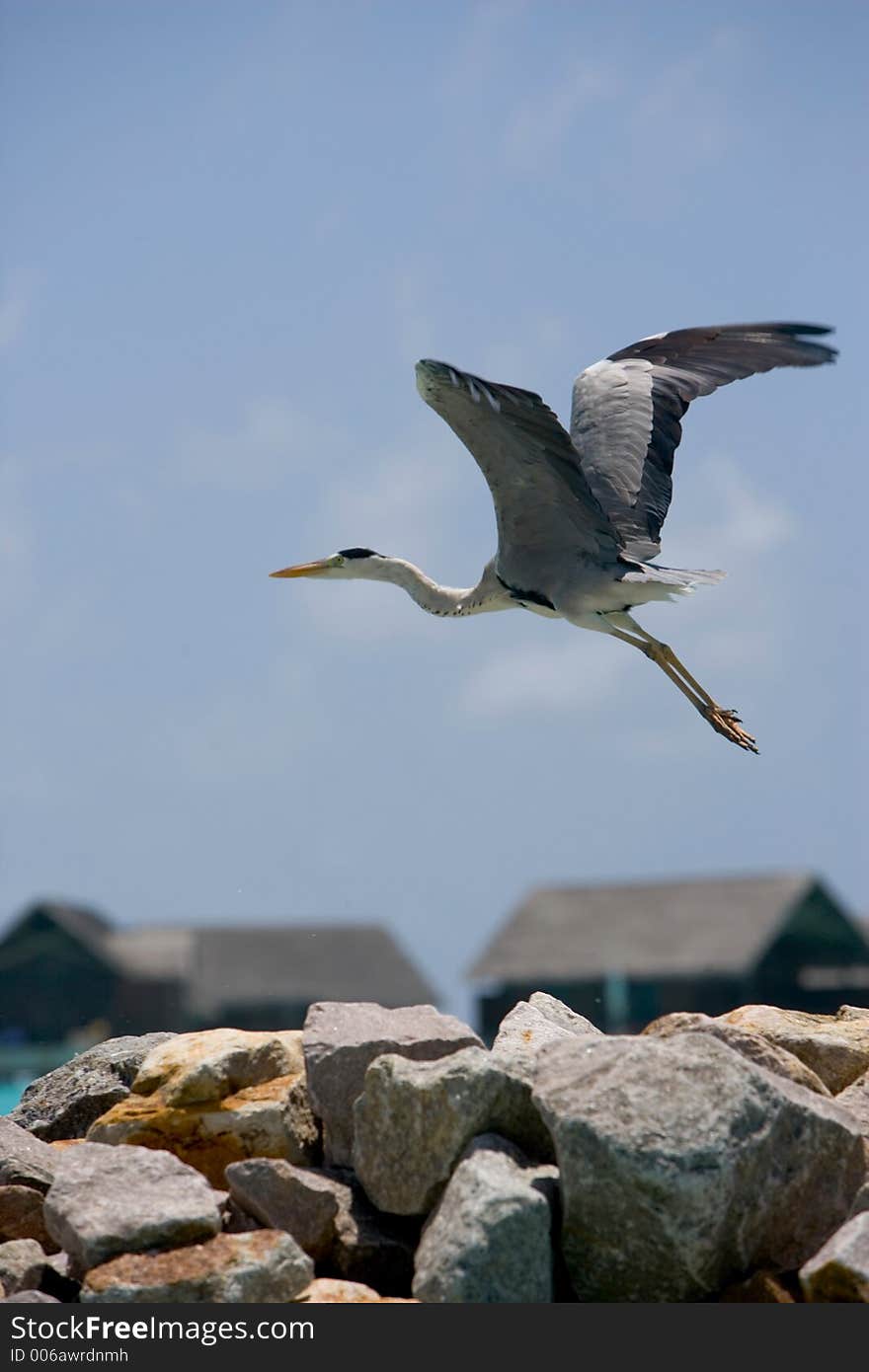 Grey heron taking flight with the Maldives in the background. Grey heron taking flight with the Maldives in the background.